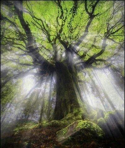 Árbol de la Vida